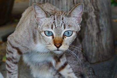 Close-up portrait of tabby cat