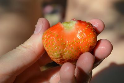 Close-up of hand holding fruit