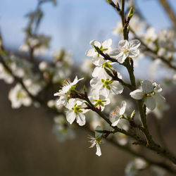 Close-up of white cherry blossom tree