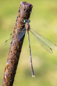 Close-up of dragonfly on rusty metal