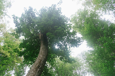 Low angle view of trees against sky