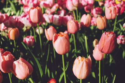 Close-up of pink tulips