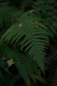 Close-up of maple leaf