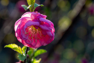 Close-up of pink rose flower