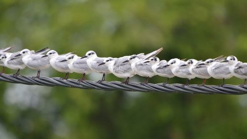 Close-up of birds on metal