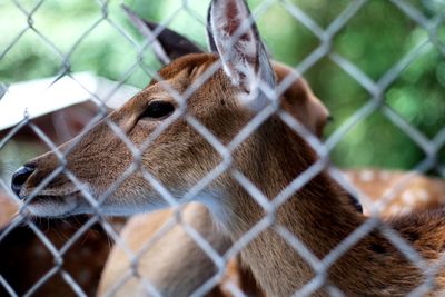 Close-up of deer seen through chainlink fence