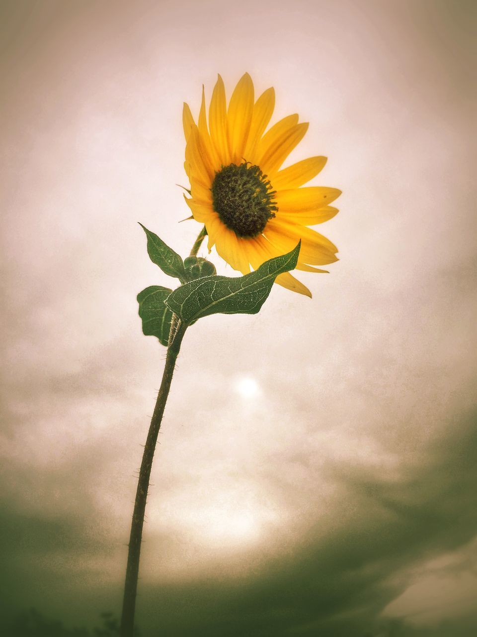 flower, freshness, fragility, petal, flower head, yellow, growth, beauty in nature, stem, nature, plant, blooming, single flower, close-up, pollen, in bloom, sunflower, blossom, sky, botany