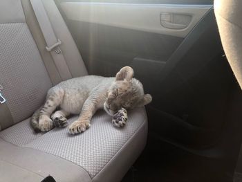 Cat relaxing in car