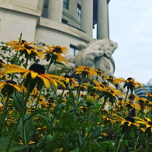 Low angle view of yellow flowers blooming against sky