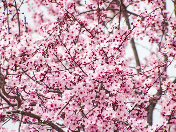 Low angle view of cherry blossoms blooming on tree