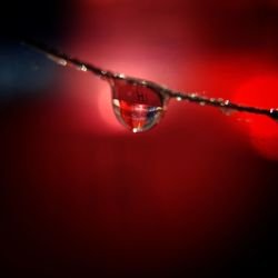 Close-up of water drops on twig