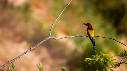 Close-up of bird perching on plant