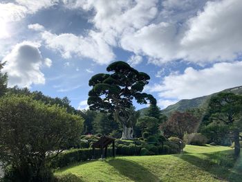 Low angle view of trees on landscape against sky