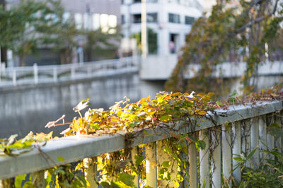Flowering plants by railing against bridge during autumn