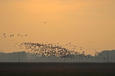 Low angle view of birds flying over landscape