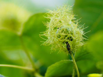 Close-up of insect on plant