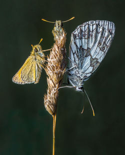 Close-up of butterfly on flower