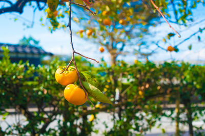 Low angle view of fruits on tree