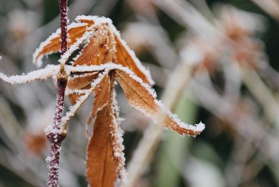 Close-up of frozen plant