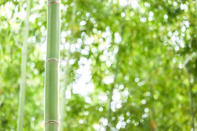 Low angle view of bamboo trees in forest