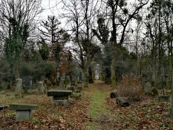 Trees in cemetery against sky