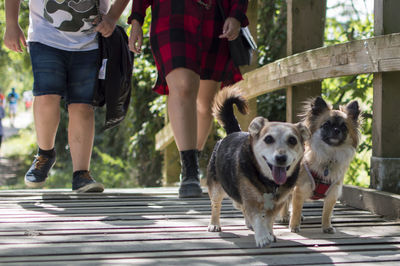 Low section of people with dog