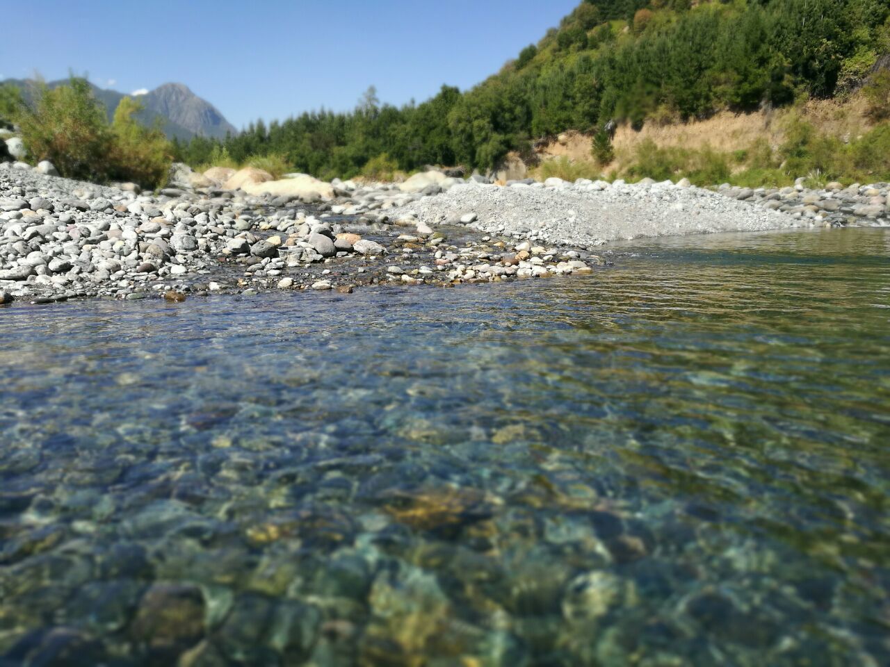 SCENIC VIEW OF TREE BY WATER AGAINST SKY