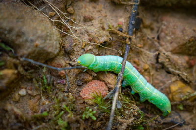 Close-up of lizard