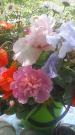 Close-up of pink flower