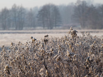 Plants growing on field during winter