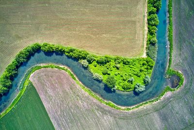 High angle view of plants growing on land