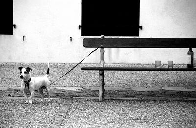 Dog standing by bench