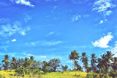 Low angle view of trees against blue sky