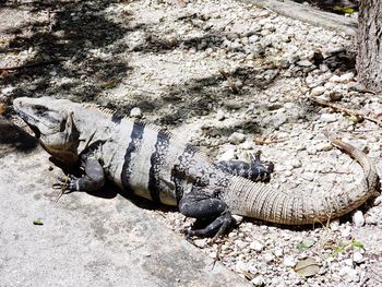 High angle view of lizard on rock