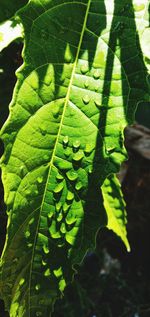 Close-up of wet leaves