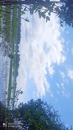 Low angle view of plants against sky