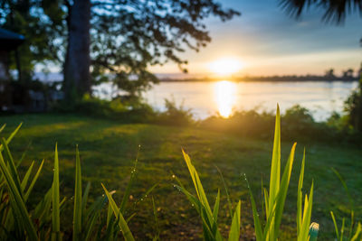 Scenic view of grassy field against sky during sunset