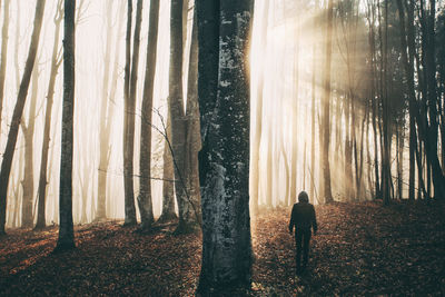 Rear view of a man standing on tree trunk in forest