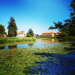 Plants growing on lake by building against clear blue sky