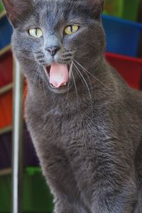 Close-up portrait of cat