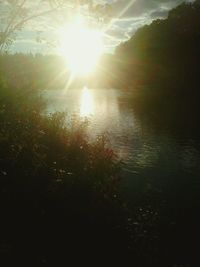 Sun shining through trees