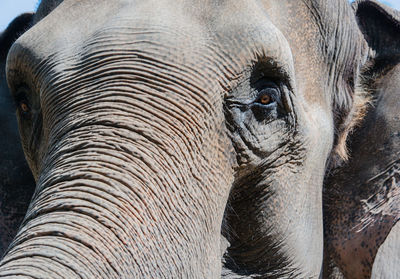 Asian elephant in closeup