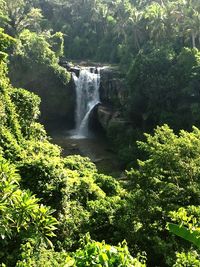 Scenic view of waterfall in forest