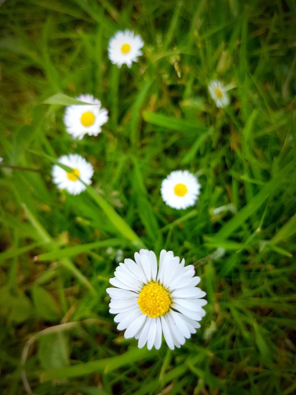 HIGH ANGLE VIEW OF WHITE DAISY FLOWER ON FIELD