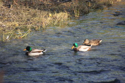 Ducks swimming in lake