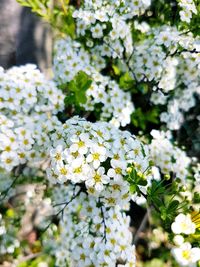 Close-up of white flowering plants