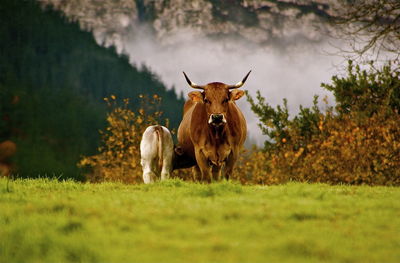 Cows on grassy field