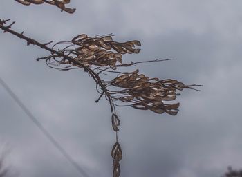 Low angle view of flowers against sky