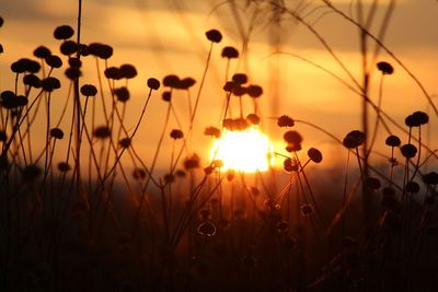 Plant growing on field at sunset