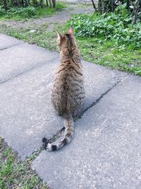 High angle view of cat sitting on grass